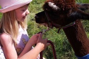 10 czerwca odbyło się spotkanie z alpakami