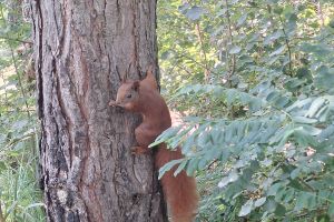 spotkanie z wiewiórką